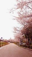 ciliegia fiori siamo fioritura nel un' villaggio nel kyoto. foto