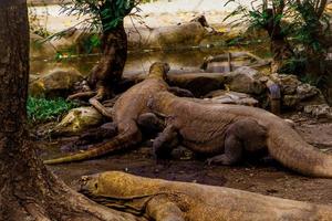 komodo Drago. il maggiore lucertola nel il mondo. il komodo Drago è un animale protetta di il indonesiano governo. foto