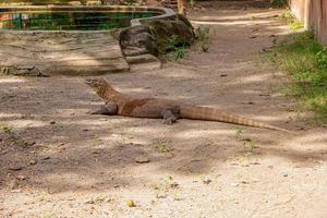 komodo Drago. il maggiore lucertola nel il mondo. il komodo Drago è un animale protetta di il indonesiano governo. foto