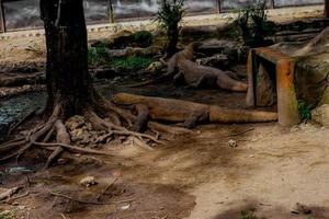 komodo Drago. il maggiore lucertola nel il mondo. il komodo Drago è un animale protetta di il indonesiano governo. foto