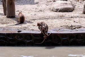 un' gruppo di scimmia specie nel il zoo. foto