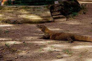 komodo Drago. il maggiore lucertola nel il mondo. il komodo Drago è un animale protetta di il indonesiano governo. foto