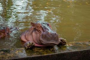 ippopotamo. il ippopotamo è un' grande foto