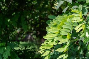 verde le foglie di acacia nel il parco. soleggiato giorno. foto