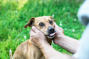 proprietario Tenere cani viso nel mani con grande amore e cura. foto