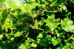 vino uva uva passa e vino le foglie nel il vecchio terra Il prossimo per amburgo foto