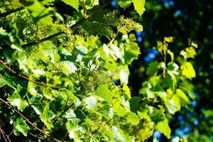 vino uva uva passa e vino le foglie nel il vecchio terra Il prossimo per amburgo foto