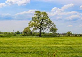 solitario vecchio albero su un' verde prato con un' blu cielo nel estate foto