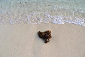 sbalorditivo indiano oceano onde a il spiagge su il Paradiso isola Seychelles foto