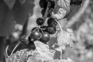 bellissimo bacca ramo nero ribes cespuglio con naturale le foglie foto