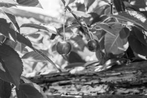 fotografia su tema bellissimo frutta ramo ciliegia albero foto