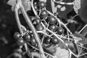 bellissimo bacca ramo nero ribes cespuglio con naturale le foglie foto