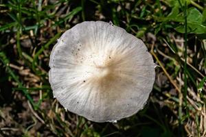 fotografia per tema grande bellissimo velenoso fungo nel foresta foto