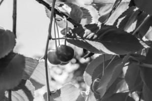 fotografia su tema bellissimo frutta ramo ciliegia albero foto