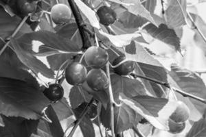 fotografia su tema bellissimo frutta ramo ciliegia albero foto