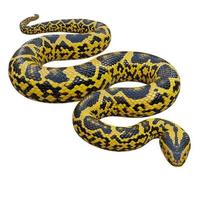 giallo anaconda 3d illustrazione foto