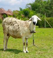 un' agnello con il suo collo legato per un' corda nel un' prato su verde erba nel il caldo sole. agnello ritratto. pecora vivere nel un' tropicale ambiente, pecora e loro giovane foraggio per erba foto