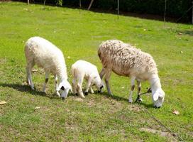 pecora nel prato su verde erba a caldo sole. agnello ritratto. pecora vivere nel un' tropicale ambiente, pecora e loro giovane foraggio per erba