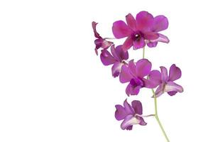 viola orchidea fiore mazzo fioritura isolato su bianca sfondo incluso ritaglio sentiero. foto