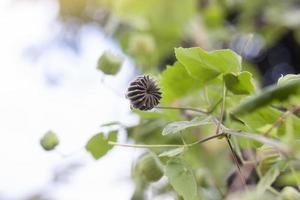 asciutto seme di indiano malva, Cinese campana fiore, nazione malva o Abutilon indicum su albero nel il giardino è un' tailandese erba. foto