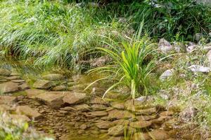 buio palude foresta con riflessi nel il buio acqua con felci foto