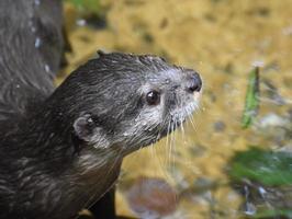 acqua gocce su il viso di un' fiume lontra foto