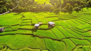aereo Visualizza di il verde riso terrazze su il montagne nel primavera. bellissimo verde la zona di giovane riso i campi o agricolo terra nel settentrionale Tailandia. naturale paesaggio sfondo. foto