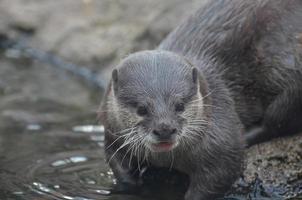 sorpreso viso di un' fiume lontra nel superficiale acqua foto