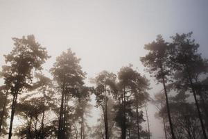 scenario di pino alberi con inverno nebbia, natura foto