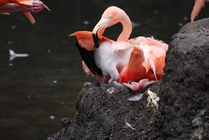 Nidificazione maggiore fenicottero uccello foto