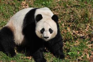 bellissimo gigante panda orso seduta nel erboso la zona foto