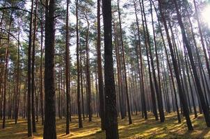 luce del sole caduta attraverso un' foresta di pino alberi. alberi e muschio su il foresta pavimento foto