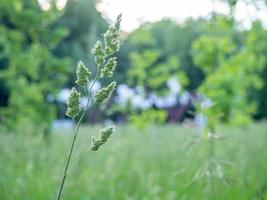 spighetta nel il erba nel il città parco. foto