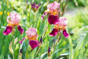 alto barbuto iris fiori su prato foto