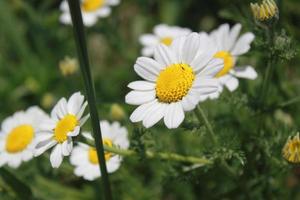 vicino su di margherita fiori foto