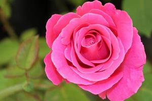 vicino su di un' rosa fiore, rosa, rosa fiore, rosso rosa, rosa rosa foto
