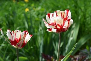 bellissimo a strisce rosso e bianca tulipano nel il giardino foto