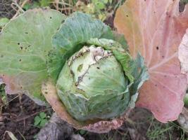 verde cavolo cresciuto nel il giardino foto