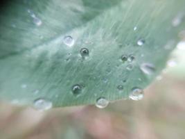 caduto autunno mattina rugiada su il le foglie di impianti foto