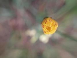 colorato autunno fiori nel il autunno giardino foto