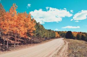 pioppo tremolo alberi su sporco strada foto