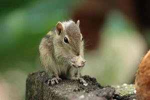 Affamato scoiattolo mangiare Alimenti immagine foto