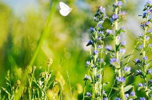 bianca buterfly su fiore foto