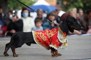 st pietroburgo, Russia, 2021 - 9 ° annuale salsiccia-cane parata nel st pietroburgo, Russia. il tema di Questo anno è circo. foto