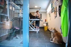 animale domestico parrucchiere donna taglio pelliccia di carino nero cane foto