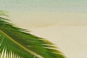 tropicale spiaggia Visualizza foto