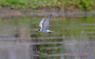 poco sterna volante al di sopra di il riso campo foto