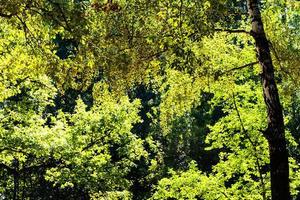 naturale sfondo - verde fogliame di alberi foto