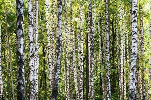 bianca betulla alberi tronchi nel boschetto nel estate foto