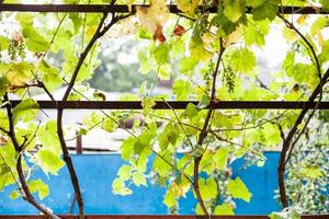 vite di uva su Giardino dietro la casa di nazione Casa foto